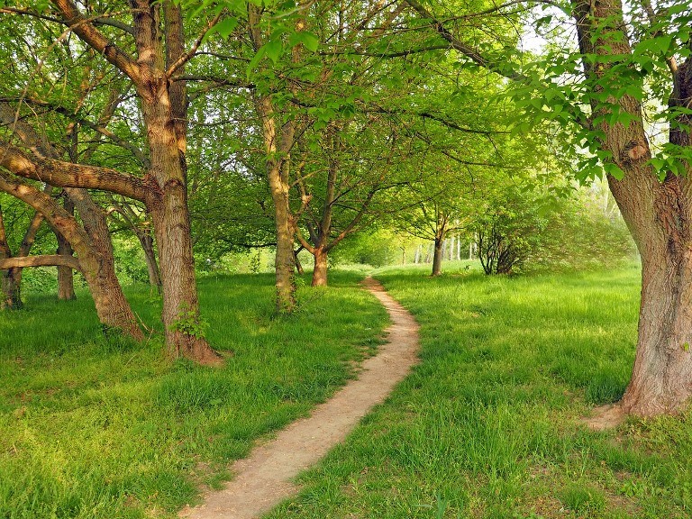 Agrile du frêne - Des mesures préventives pour une saine gestion du couvert forestier louperivois
