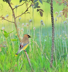 Les amateurs d’ornithologie seront aux oiseaux!