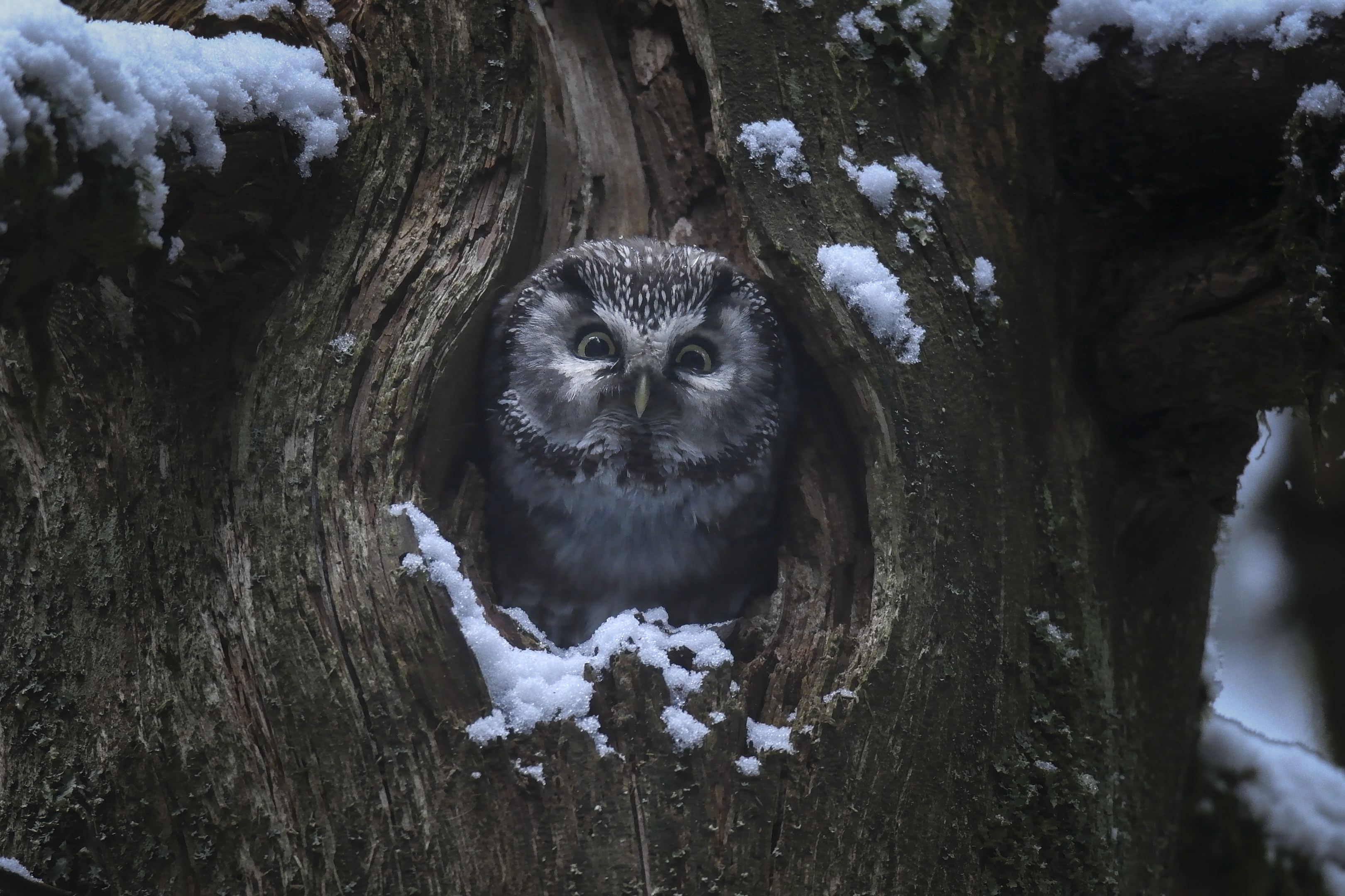 Après-midis cinéma / <i>Le chant des forêts</i> - image