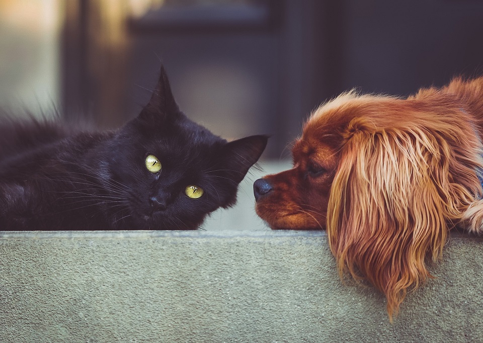 La période d’enregistrement des chiens et des chats débute à Rivière-du-Loup