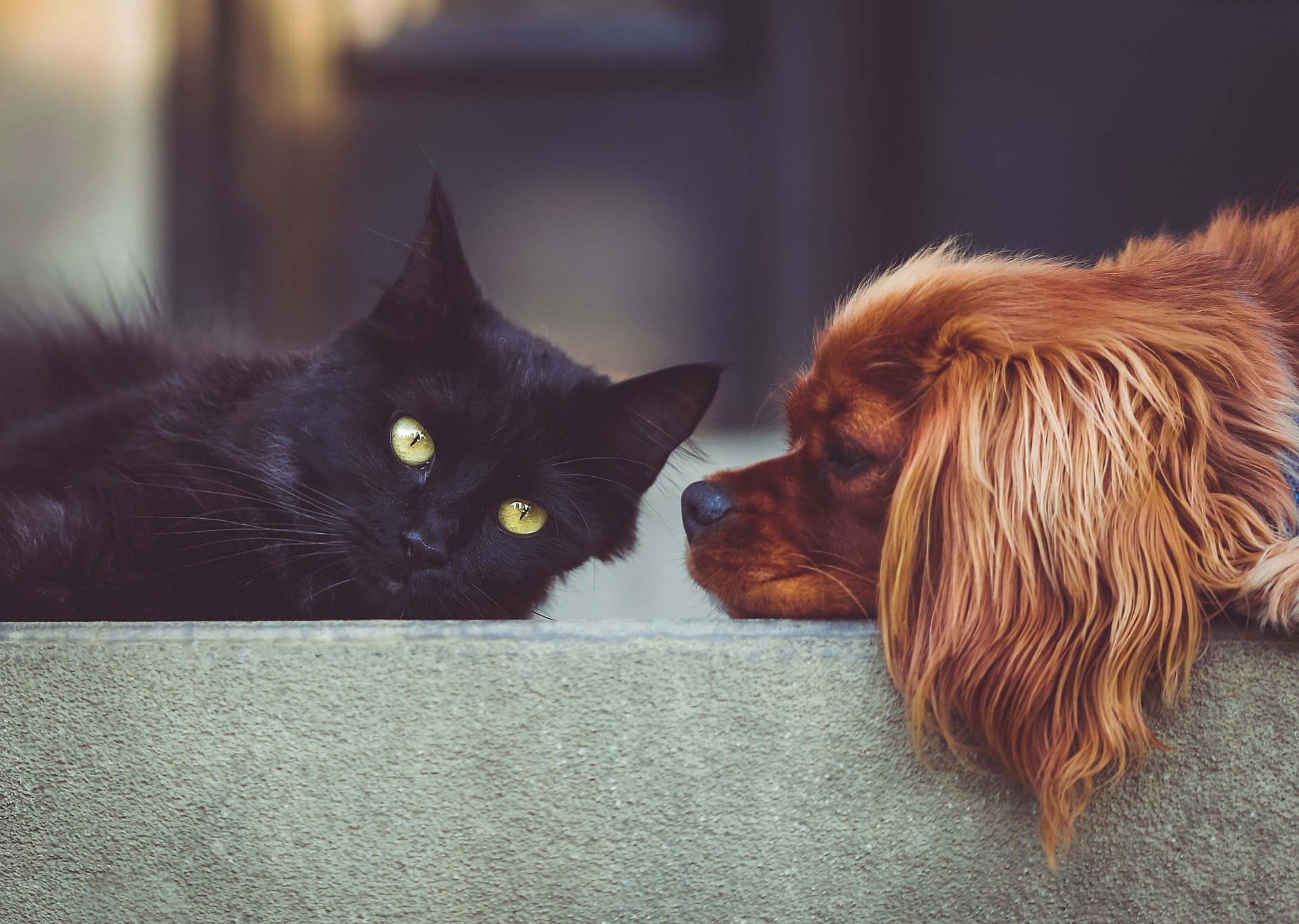 Plus que quelques semaines pour effectuer l’enregistrement des chiens et des chats à Rivière-du-Loup